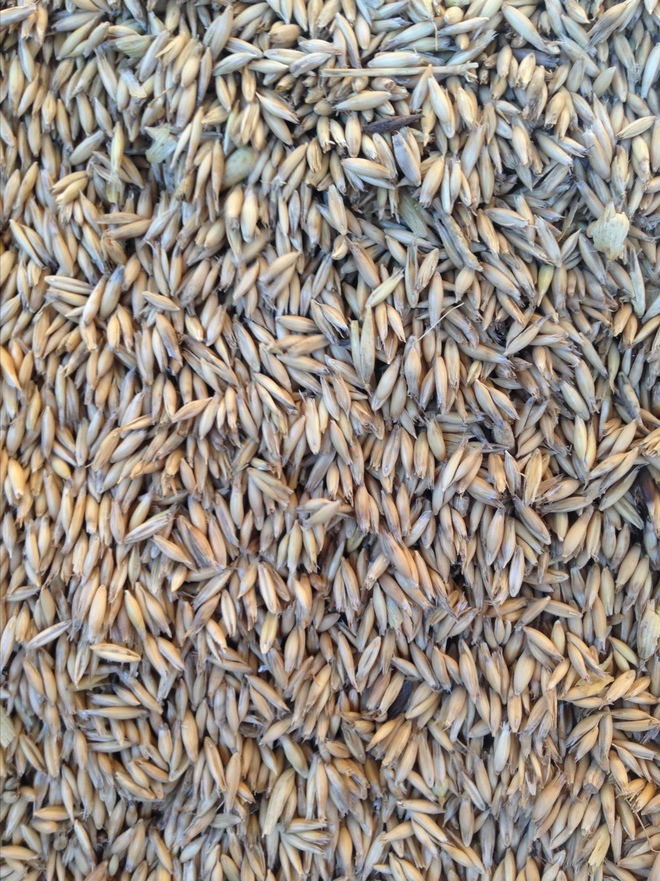 Feed Oats x 150 m/t Grain & Seed Oats For Sale